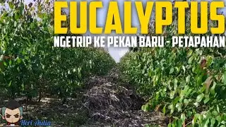 Tanaman Ekaliptus di pekan baru