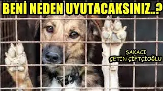 Şakacı Çetin çiftçioğlu 