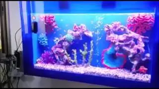 אקווריום פלזמה בחיפוי פרספקס כחול