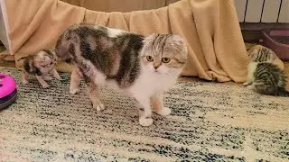 Так мило❤️ Мама кошка оберегает своих двух непослушных котят