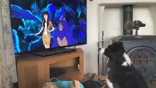 Muffin the Border Collie loves to watch Scooby Doo
