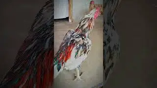 Cheena Vs Cheena Beautiful Pair