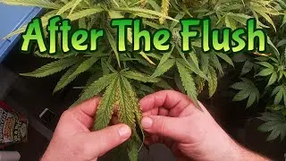 Week 9 Autoflowers & Autopots (After The Flush)