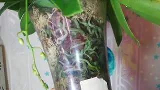 Этот сорт Фаленопсиса один из лучших в моей коллекции Орхидей