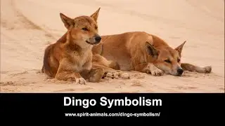Dingo Symbolism