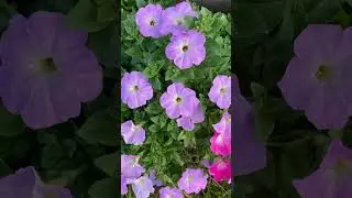 #сад #цветы #дача