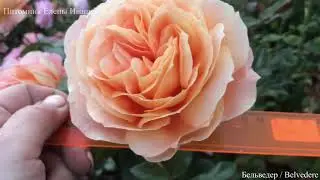 8часть/ Пышно цветущие Розы до снега /для Средней Полосы