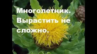 Василек большеголовый. Советую вырастить!!!