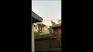 Videos de Risa - Gato saltarin