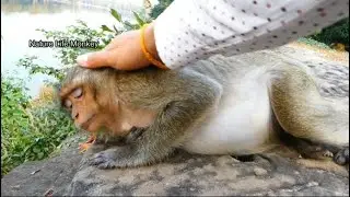 Sweet Young pregnant monkey Patty trust PaPa Song lay down sleep give help nurse her