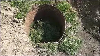 Planting blueberries in a 