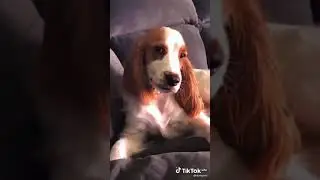 Когда спалили перед... #shorts