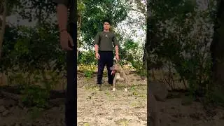 Khalnayak 😱 #pitbull Dog #shorts #trending Youtubeshorts #shortsviral