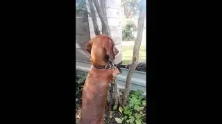 Нелля ищет суслика. Юлия