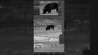 Very large boar removed from sensitive site. #conservation #feralpigs #thermal #feralhogs
