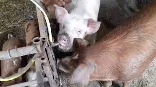 Ниппельные поилки для свиней. Два варианта установки.