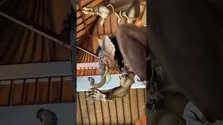 “Sutasoma Antaka” ogoh-ogoh karya Banjar Sumuh, Dauh Puri Kauh.