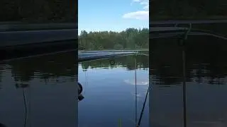 УТРО РЫБАЛКА ПОПЛАВОК #рыбалка #поплавок #fishing