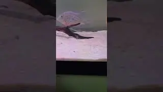 Guianacara dacrya F1