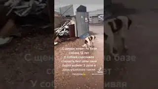 С щенка живет на базе. Собаке 12 лет