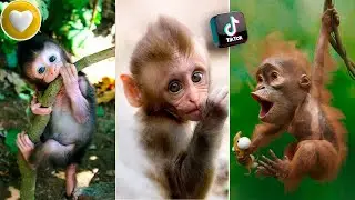Crazy and Funny Monkey 😆😆😆 Funny Animals Videos.