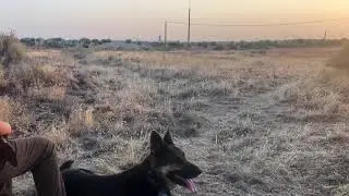 Sam the Super Shepherd goes Dove hunting 2020