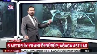 6 METRELİK YILANI ÖLDÜRÜP, AĞACA ASTILAR