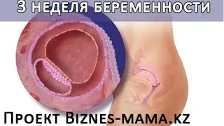 3 неделя беременности