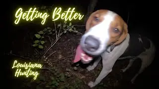 Getting Better #dog #hunting #louisianahunting