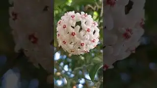 Have you ever seen this flower before? #flowers #garden #beautiful #shorts #fyp