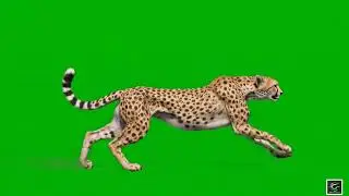🐆 VFX Green Screen Leopard & Cheetah – FREE GREEN SCREEN
