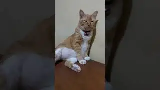me & my cat same sleepy 🤣 #cat #animals #catlover #shorts