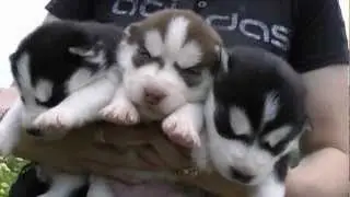 Им всего две недели=7