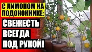 Купить лимон комнатный в горшке 😎 Лимона из семечка 🚫