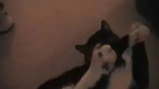 Brent's Cat, Ace