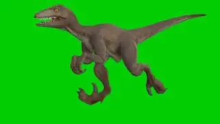 Velociraptor Dinosaur Copyright Free Green Screen/Chroma Key