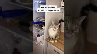 кот говорящий рот. Песня: я вчера ничего не ел.