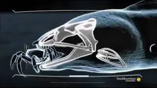 Mandúbula farínxea da morena