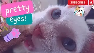 Rescue cat with piercingly beautiful blue eyes | Hello, World! My name is Akira |