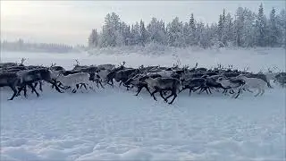 Пастух оленевод перегоняет стадо оленей на новые пастбища.