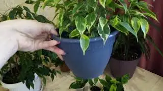 Комнатные цветы. Мои фикусы. Новичок.