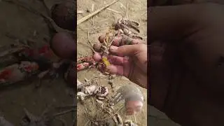 KAYA PALA BILIS DUMAMI NG MUD LOBSTER! 🦞 #mudlobster #tenoitv #dmtenio #dondalmasio