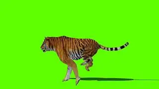 Tiger Green Screen Video | Green Screen Tiger Running | No Copyright Video |