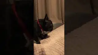 Borgia sleeping