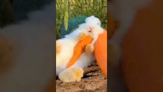 ഹാൻഡ്‌സ് ആപ്പ് ആക്ക് 😂animal fun dub |watch till end #shorts #animals #dubbing #subscribe #cat