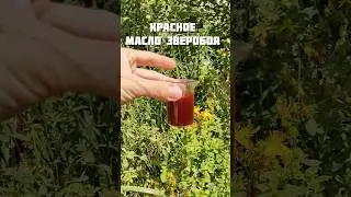 #зверобой #маслозверобоя #красноемаслозверобоя #травница #лес #травы #природа #рецепты