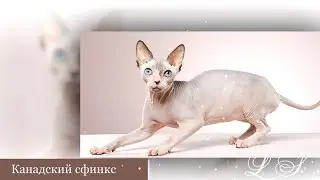 Как окрас шерсти вашей кошки влияет на вашу жизнь. Почему Ваша кошка пришла к Вам. Часть 2 сфинксы