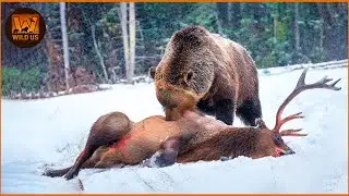 Most Unbelievable Grizzly Bear Attacks Caught on Camera | Animal Fighting