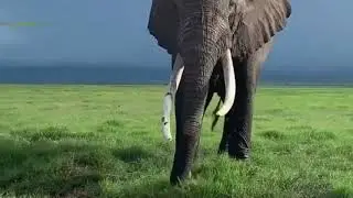 Life at Plains of serengeti and ngorongoro crater