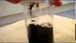 Crushing Crickets for the T gigas Slings